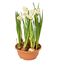 Dobbelt påskelilje 'Narcissus Bridal Crown' 19 cm potte